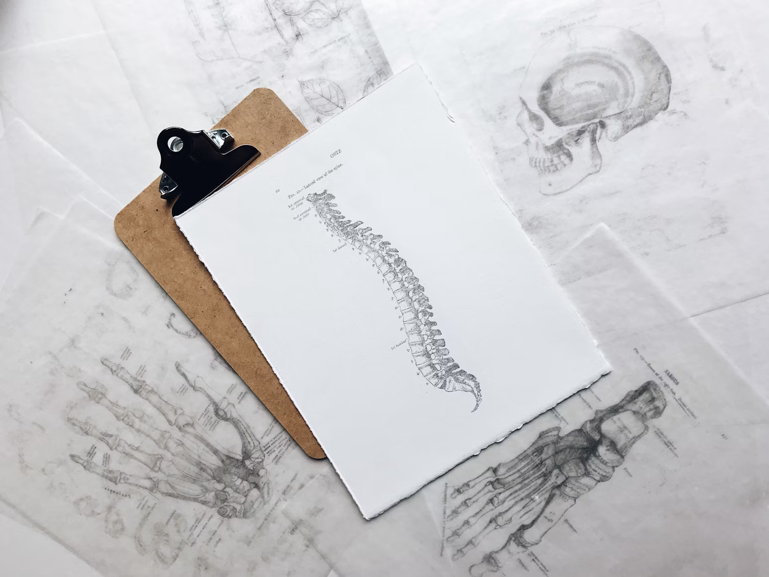 A sketch of a curved spine on A4 paper placed on a brown clipboard.