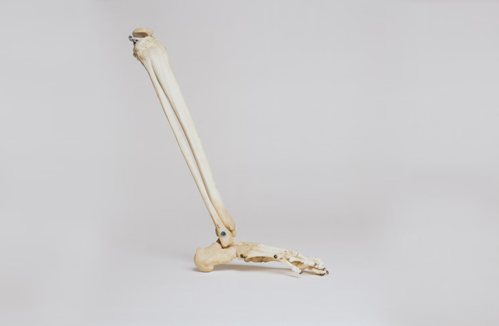 A 3D model of the bones in the lower leg.